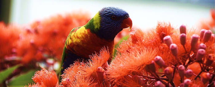 Lorikeet 1007