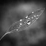 Drops from Heaven
