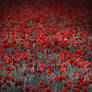 The Field of Red
