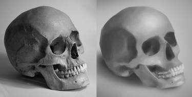 Skull Study