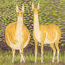 Antelopes again