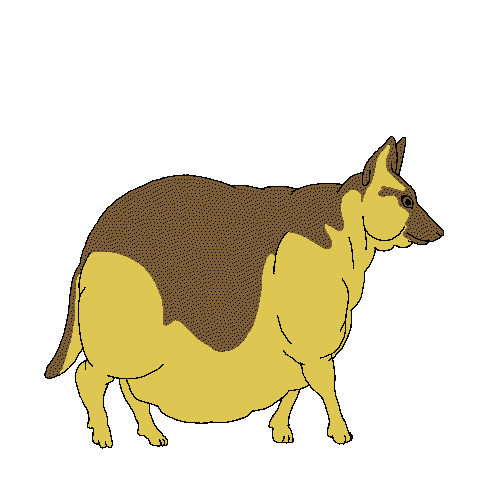Fattest online german shepherd