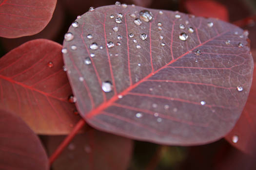 Rain on Red Leaves