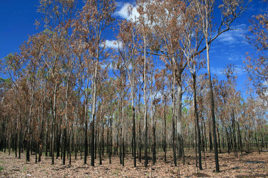 Burnt Forest from Afar