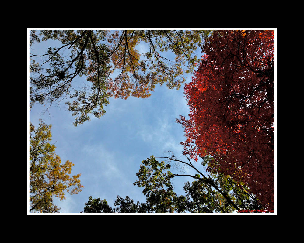 One Last Autumnal Ramble VII by Trippy4U One Last Autumnal Ramble VII by Trippy4U