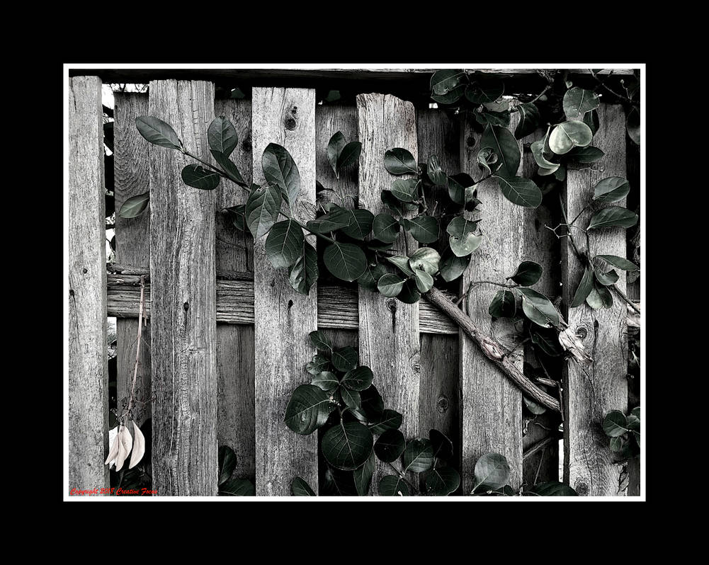 Eve by Trippy4U Eve by Trippy4U