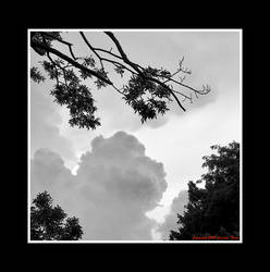 Locked Down Looking Up