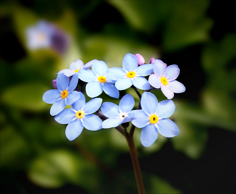 Blue Red Spring Blue Spring by willmh93 on DeviantArt
