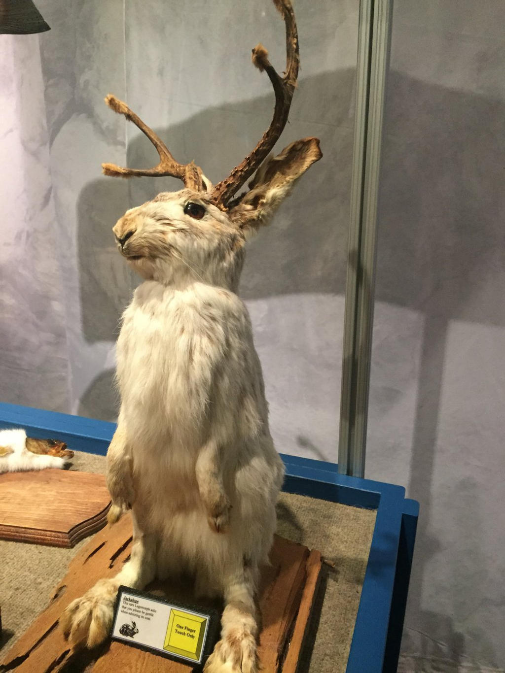 Jackrabbit by a1zombieslayer1 on DeviantArt