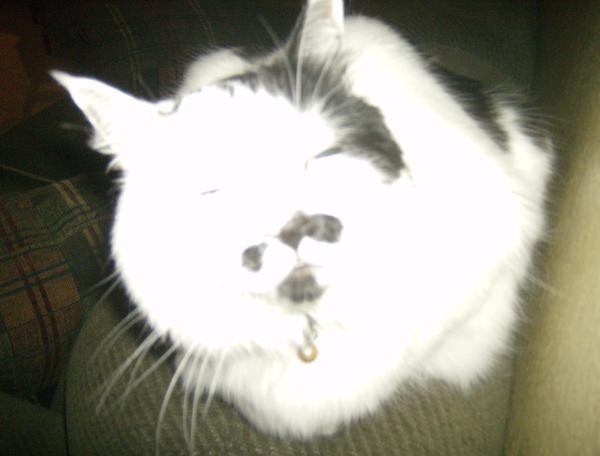kitty boo boo isss fufffy by FMAANDEDWARDROCK on DeviantArt