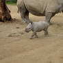 Bran new baby rhino