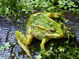 Camouflage Frog