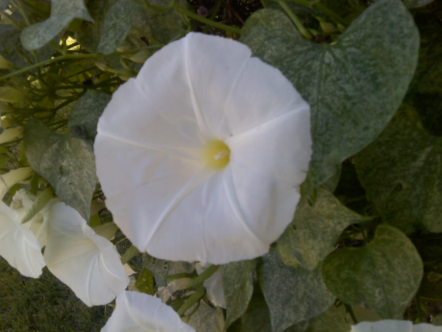 Morning Glories II