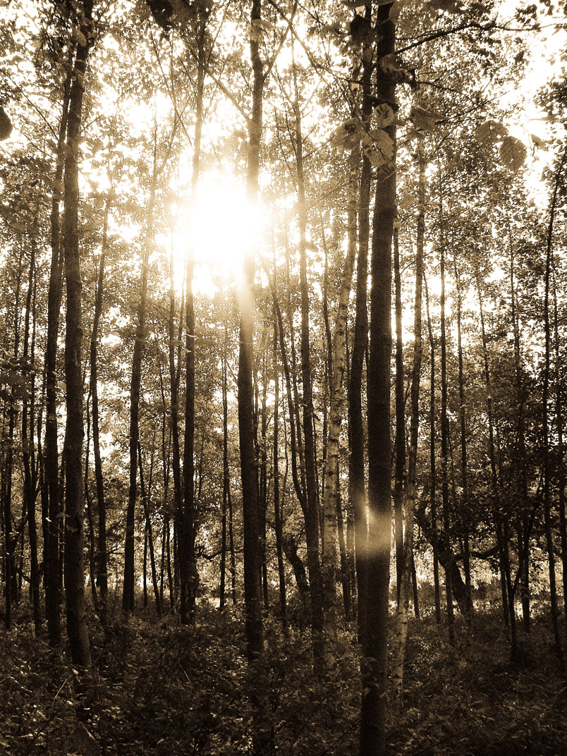 landscape with rising sun