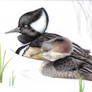 Hooded Mergansers again