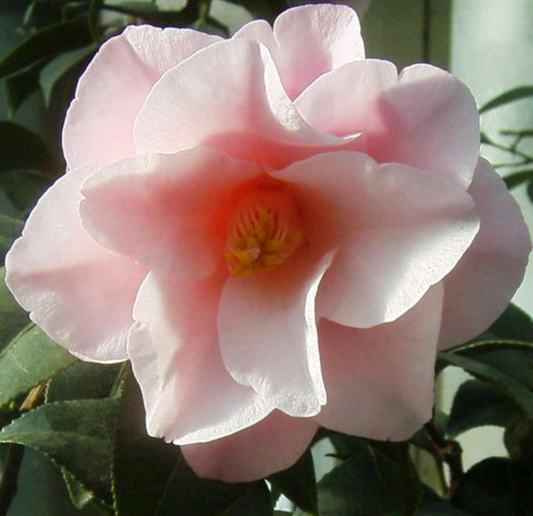 Camellia 1