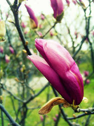 Pink Magnolia