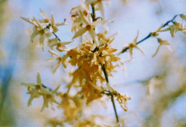 Forsythia