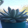 Succulent #15