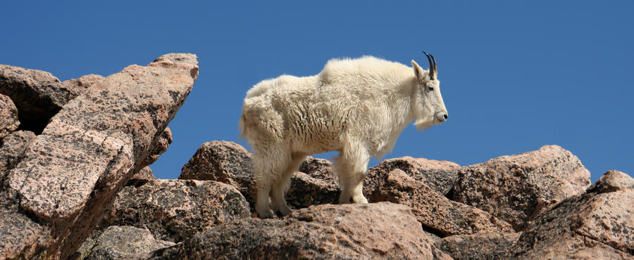 King of the Mountain