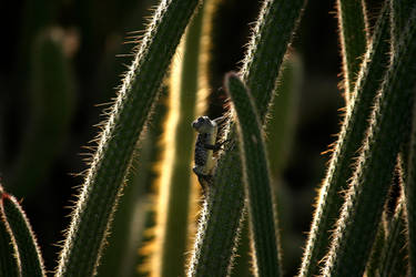 Cacti Climber