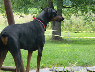 Doberman4