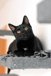Bruno the black cat