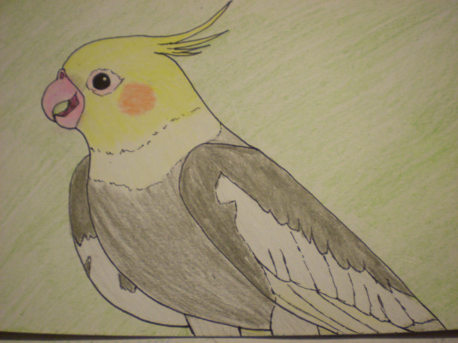 Buguri Drawing Budgie by MidnightShadow18450 on DeviantArt