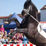 Friesian rears