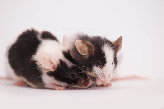 mice