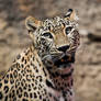 Leopard_001