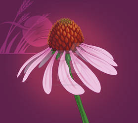 Coneflower