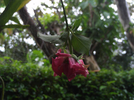 Hanging Flower