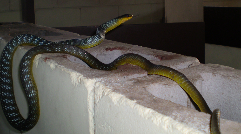 Cairns Photos: Bathroom snake