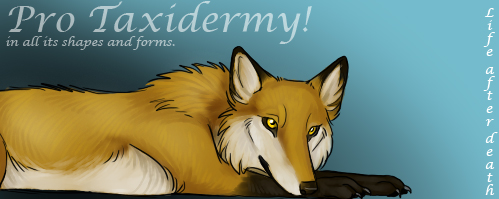 Pro taxidermy banner by Bear-hybrid