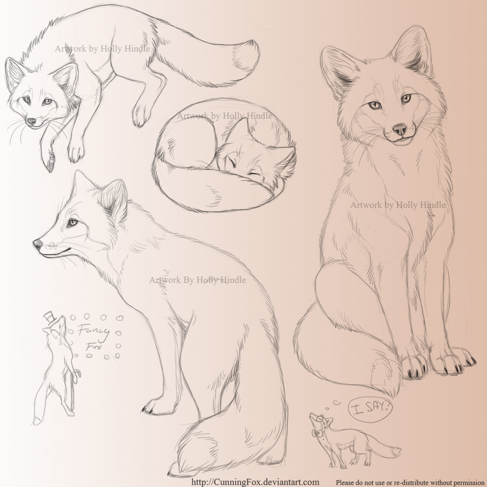 Red fox sketchpage