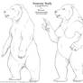 Anatomy study: Were-bear
