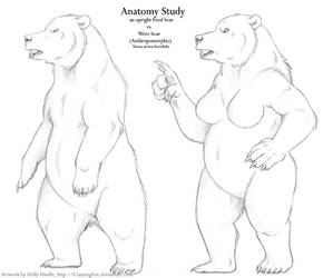 Anatomy study: Were-bear