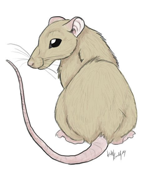 Bebe Rattworth By Bear Hybrid On Deviantart Bebe Rattworth By Bear Hybrid On Deviantart