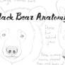 Black bear anatomy study