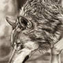 Prowling Wolf