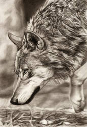 Prowling Wolf