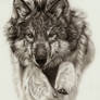 Jumping Wolf