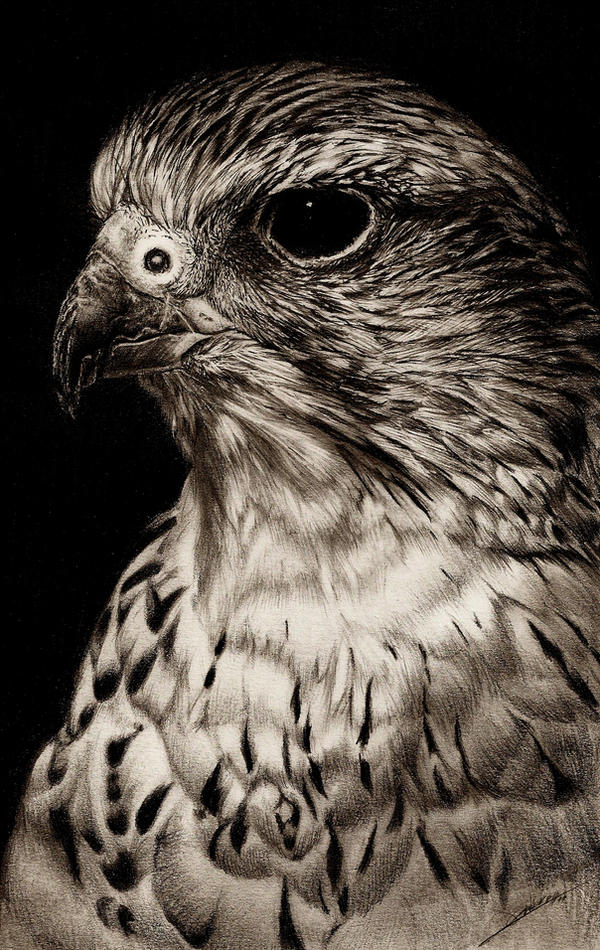 Drawings Rapter Raptor by AmBr0 on DeviantArt