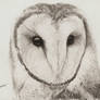 Barn Owl