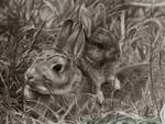 Rabbits Drawing by AmBr0