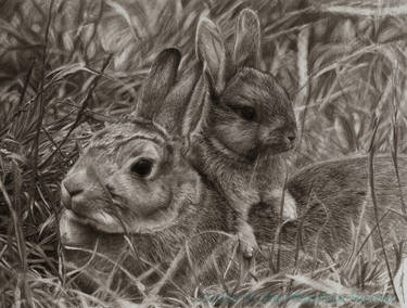 Rabbits Drawing