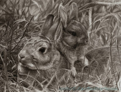 Unusual Rabbit Drawings Explore the Best Rabbits Art | DeviantArt