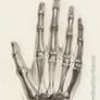 Hand Anatomy Study