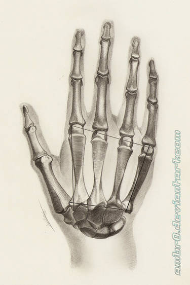 Hand Anatomy Study